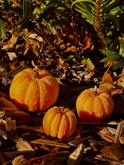 Pumpkin Candle Set - Rapeseed & Coconut Wax
